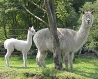 Alpacas